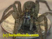 /home//u458753944/public_html/sourcegallery//Insects and small critters/spiders and kin (Arachnida)/P4140642.JPG